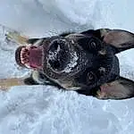 Dog, Snow, Carnivore, Dog breed, Ear, Fawn, Companion dog, Whiskers, Snout, Working Animal, Paw, Furry friends, Winter, Canidae, Dog Collar, Guard Dog, Working Dog, Freezing, Dog Supply