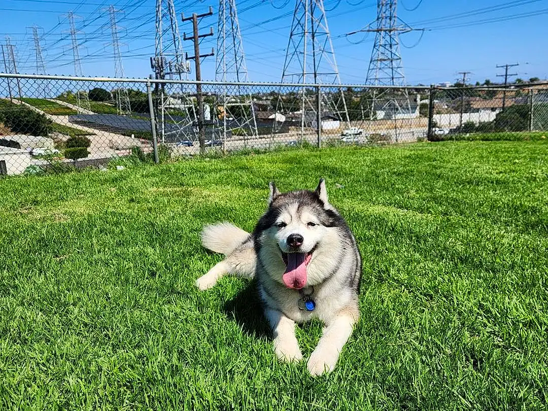 Sky, Dog, Plant, Carnivore, Grass, Overhead Power Line, Collar, Companion dog, Dog breed, Electricity, Transmission Tower, Snout, Lawn, Grassland, Pasture, Soil, Toy Dog, Shrub, Landscape, Electrical Supply