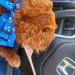 Car, Vroom Vroom, Steering Wheel, Vehicle, Carnivore, Vehicle Door, Car Seat Cover, Automotive Mirror, Personal Luxury Car, Center Console, Automotive Exterior, Car Seat, Electric Blue, Snout, Windshield, Human Leg, Auto Part, Family Car, Companion dog