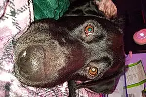 Labrador Retriever Dog Loki