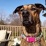 Sky, Dog, Carnivore, Collar, Working Animal, Dog breed, Pet Supply, Fawn, Dog Collar, Companion dog, Chair, Liver, Snout, Leash, Whiskers, Tree, Canidae, Outdoor Furniture, Working Dog