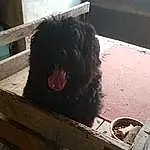 Dog, Dog breed, Carnivore, Water Dog, Companion dog, Liver, Snout, Gas, Working Animal, Wood, Pet Supply, Canidae, Furry friends, Toy Dog, Poodle, Labradoodle, Bumper, Non-sporting Group