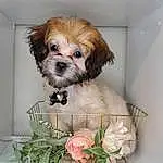 Dog, Plant, Liver, Carnivore, Dog Supply, Dog breed, Fawn, Companion dog, Toy Dog, Snout, Shih Tzu, Petal, Flower, Furry friends, Small Terrier, Whiskers, Working Animal, Canidae, Flower Arranging