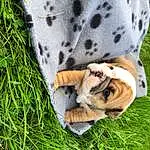 Hand, Plant, Dog, Carnivore, Grass, Fawn, Felidae, Companion dog, People In Nature, Tree, Snout, Pattern, Human Leg, Dog breed, Foot, Furry friends, Terrestrial Animal, Bengal Tiger, Sitting