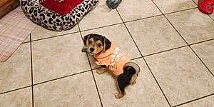 Name Beagle Dog Sandy
