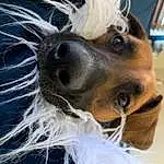 Dog, Dog breed, Carnivore, Whiskers, Working Animal, Companion dog, Fawn, Collar, Pet Supply, Snout, Close-up, Eyewear, Dog Supply, Liver, Beard, Canidae, Furry friends, Toy Dog, Terrier
