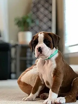 Name Boxer Dog Nova
