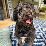 Dog, Dog breed, Water Dog, Carnivore, Companion dog, Snout, Terrier, Furry friends, Liver, Terrestrial Animal, Canidae, Toy Dog, Working Animal, Small Terrier, Working Dog, Non-sporting Group, Labradoodle