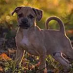 Dog, Dog breed, Carnivore, Companion dog, Fawn, Grass, Snout, Toy Dog, Canidae, Terrestrial Animal, Working Animal, Soil, Ancient Dog Breeds, Guard Dog, Working Dog, Liver, Molosser, Pet Supply
