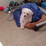 Dog, Dog breed, Carnivore, Companion dog, Toy Dog, Working Animal, Furry friends, Comfort, Terrier, Small Terrier, Carmine, Dog Supply, Spitz, Bichon, Sitting, Canidae