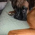 Dog, Boxer, Carnivore, Dog breed, Companion dog, Whiskers, Fawn, Comfort, Snout, Working Animal, Canidae, Liver, Wrinkle, Couch, Working Dog, Puppy, Dog Supply, Non-sporting Group, Guard Dog