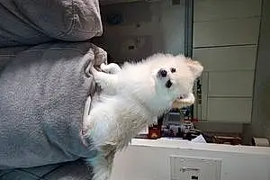 Pomeranian Dog Fluffy