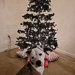 Dog, Plant, Carnivore, Dalmatian, Tree, Fawn, Christmas Ornament, Dog breed, Companion dog, Toy, Snout, Twig, Stuffed Toy, Eyewear, Furry friends, Carmine, Whiskers, Ornament