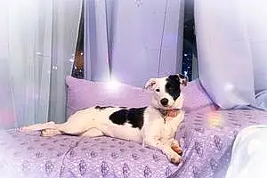 Name Border Collie Dog Opal