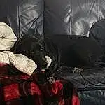 Couch, Dog, Comfort, Black, Tartan, Carnivore, Living Room, Studio Couch, Dog breed, Companion dog, Working Animal, Plaid, Tints And Shades, Room, Pattern, Furry friends, Sofa Bed, Linens