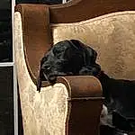 Brown, Dog, Window, Comfort, Dog breed, Carnivore, Companion dog, Fawn, Shade, Working Animal, Tints And Shades, Snout, Wood, Vehicle, Room, Canidae, Hardwood, Linens