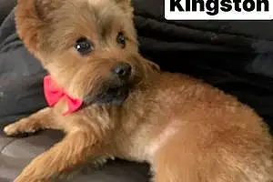 Name Mixed breed Dog Kingston