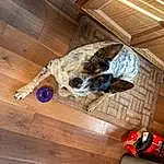 Dog, Wood, Carnivore, Fawn, Wood Stain, Hardwood, Laminate Flooring, Ceiling, Working Animal, Companion dog, Wood Flooring, Plywood, Dog breed, Room, Carmine, Varnish, Pattern