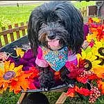 Dog, Flower, Dog breed, Dog Supply, Carnivore, Plant, Water Dog, Companion dog, Grass, Petal, Liver, Toy Dog, Fence, Dog Clothes, Canidae, Annual Plant, Terrier, Chair, Magenta