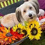 Flower, Dog, Dog Supply, Carnivore, Dog breed, Petal, Companion dog, Plant, Toy Dog, Dog Clothes, Pet Supply, Cut Flowers, Annual Plant, Small Terrier, Terrier, Grass, Flower Arranging, Flowering Plant, Floristry