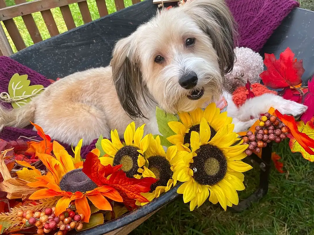 Flower, Dog, Dog Supply, Carnivore, Dog breed, Petal, Companion dog, Plant, Toy Dog, Dog Clothes, Pet Supply, Cut Flowers, Annual Plant, Small Terrier, Terrier, Grass, Flower Arranging, Flowering Plant, Floristry