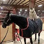 Horse, Working Animal, Horse Tack, Bit, Wood, Horse Supplies, Bridle, Pet Supply, Saddle, Rein, Pack Animal, Snout, Mane, Recreation, Art, Terrestrial Animal, Livestock, Event