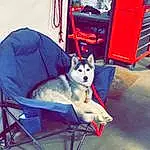 Dog, Dog breed, Dog Supply, Carnivore, Companion dog, Sled Dog, Recreation, Electric Blue, Canidae, Chair, Leisure, Pet Supply, Dog Sports, Carmine, Winter, Canis, Fun, Working Dog, Non-sporting Group