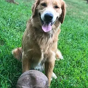 Name Golden Retriever Dog Sully