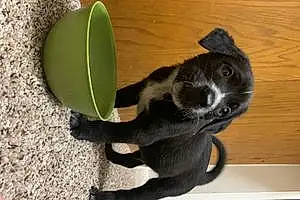 Labrador Retriever Dog Krypto