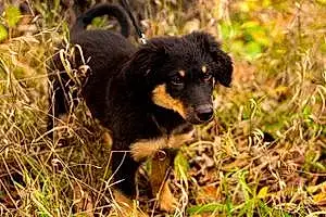 Name German Shepherd Dog Roxanne