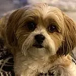 Dog, Carnivore, Dog breed, Liver, Companion dog, Toy Dog, Shih Tzu, Snout, Terrier, Small Terrier, Furry friends, Working Animal, Terrestrial Animal, Canidae, Water Dog, Maltepoo, Shih-poo, Mal-shi, Non-sporting Group