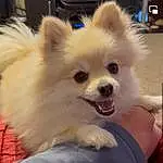 Dog, Dog breed, Carnivore, Dog Supply, Ear, Companion dog, Fawn, Toy Dog, German Spitz, Spitz, Snout, German Spitz Klein, Whiskers, Furry friends, Canidae, Working Animal, Volpino Italiano, Non-sporting Group, Corgi-chihuahua