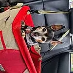 Dog, Vehicle, Carnivore, Collar, Dog breed, Vroom Vroom, Companion dog, Snout, Dog Supply, Auto Part, Car, Toy Dog, Chihuahua, Windshield, Vehicle Door, Bag, Automotive Exterior, Dog Collar, Canidae