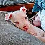 Dog, Carnivore, Dog breed, Working Animal, Ear, Fawn, Companion dog, Snout, Terrestrial Animal, Comfort, Suidae, Domestic Pig, Wrist, Whiskers, Collar, Livestock, Canidae, Flesh, Wrinkle