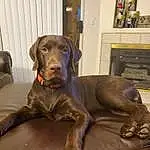Dog, Dog breed, Liver, Carnivore, Companion dog, Fawn, Working Animal, Snout, Gun Dog, Canidae, Whiskers, Furry friends, Guard Dog, Comfort, Retriever, Pointing Breed, Picture Frame, Borador, Photo Caption