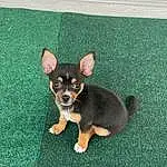 Dog, Dog breed, Carnivore, Companion dog, Chihuahua, Fawn, Whiskers, Toy Dog, Snout, Grass, Tail, Working Animal, Canidae, Terrestrial Animal, Russkiy Toy, Paw, Corgi-chihuahua, Working Dog