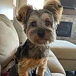 Dog, Dog breed, Carnivore, Television, Companion dog, Toy Dog, Liver, Working Animal, Comfort, Snout, Small Terrier, Picture Frame, Terrier, Furry friends, Canidae, Yorkipoo, Couch, Biewer Terrier, Computer Keyboard