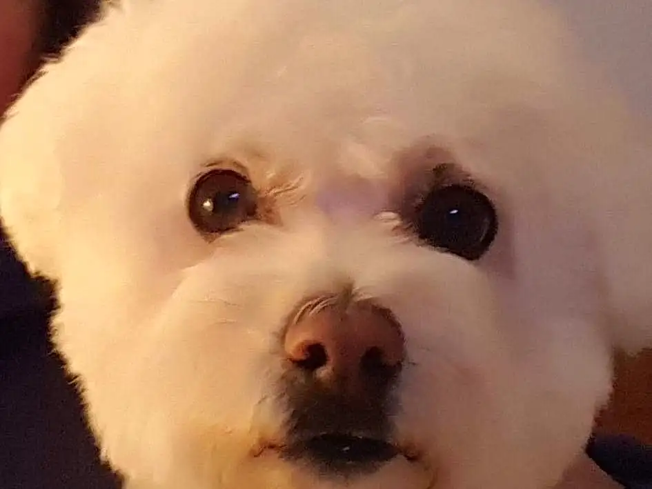 Nose, Dog, Eyes, Dog breed, Carnivore, Companion dog, Ear, Toy Dog, Snout, Furry friends, Working Animal, Canidae, Poodle, Happy, Whiskers, Maltepoo, Non-sporting Group, Bichon, Poodle Crossbreed
