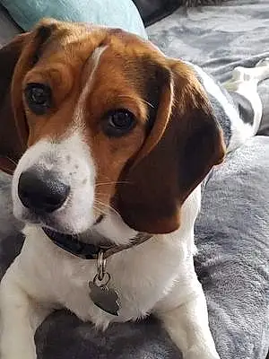 Beagle Dog Tucker