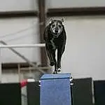 Carnivore, Sculpture, Dog breed, Art, Statue, Snout, Working Animal, Recreation, Metal, Monument, Canidae, Building, Bronze Sculpture, Terrestrial Animal, Animal Sports, Felidae, Guard Dog, Dog Sports