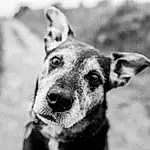 Dog, Dog breed, Carnivore, Black-and-white, Ear, Style, Grey, Whiskers, Fawn, Monochrome, Black & White, Snout, Canidae, Street dog, Furry friends, Stock Photography, Working Animal, Guard Dog, Landscape