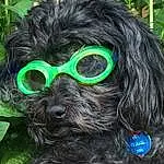 Glasses, Dog, Vision Care, Goggles, Ear, Carnivore, Eyewear, Sunglasses, Liver, Working Animal, Dog breed, Companion dog, Personal Protective Equipment, Dog Collar, Snout, Toy Dog, Grass, Furry friends, Audio Equipment, Fashion Accessory