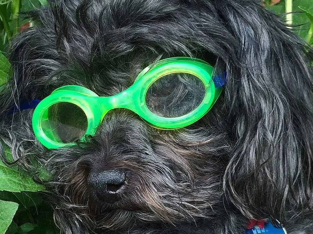 Glasses, Dog, Vision Care, Goggles, Ear, Carnivore, Eyewear, Sunglasses, Liver, Working Animal, Dog breed, Companion dog, Personal Protective Equipment, Dog Collar, Snout, Toy Dog, Grass, Furry friends, Audio Equipment, Fashion Accessory