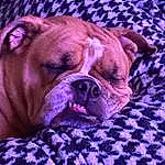 Dog, Purple, Dog breed, Carnivore, Ear, Violet, Fawn, Companion dog, Magenta, Wrinkle, Snout, Electric Blue, Plant, Liver, Sunglasses, Canidae, Pattern, Toy Dog, Comfort