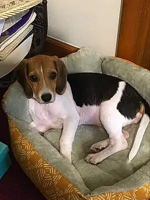 Name Beagle Dog Sally