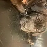 Dog, Dog breed, Jaw, Gesture, Carnivore, Working Animal, Whiskers, Fawn, Wrinkle, Terrestrial Animal, Liver, Snout, Canidae, Furry friends, Wood, Human Leg, Metal, Suidae