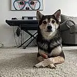 Dog, Carnivore, Dog Supply, Grey, Fawn, Dog breed, Companion dog, Television, Snout, Picture Frame, Door, Whiskers, Tail, Furry friends, Road Surface, Terrestrial Animal, Table, Working Dog, Corgi-chihuahua