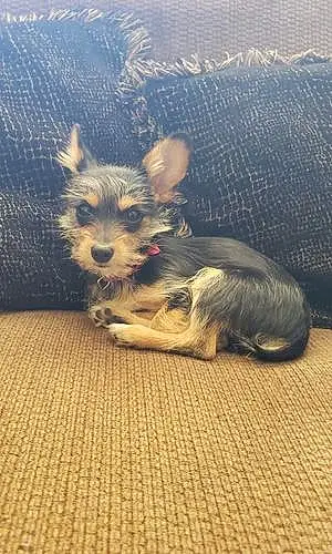 Name Chihuahua Dog Benji