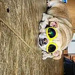 Sunglasses, Toy, Wood, Fawn, Stuffed Toy, Goggles, Grass, Eyewear, Fun, Audio Equipment, Hardwood, Plush, Furry friends, Personal Protective Equipment, Child, Wool, Thread, Circle, Plywood, Wood Stain