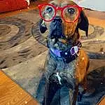 Glasses, Dog, Dog breed, Sunglasses, Carnivore, Fawn, Companion dog, Collar, Pet Supply, Snout, Hat, Wood, Hardwood, Personal Protective Equipment, Canidae, Working Animal, Goggles, Furry friends